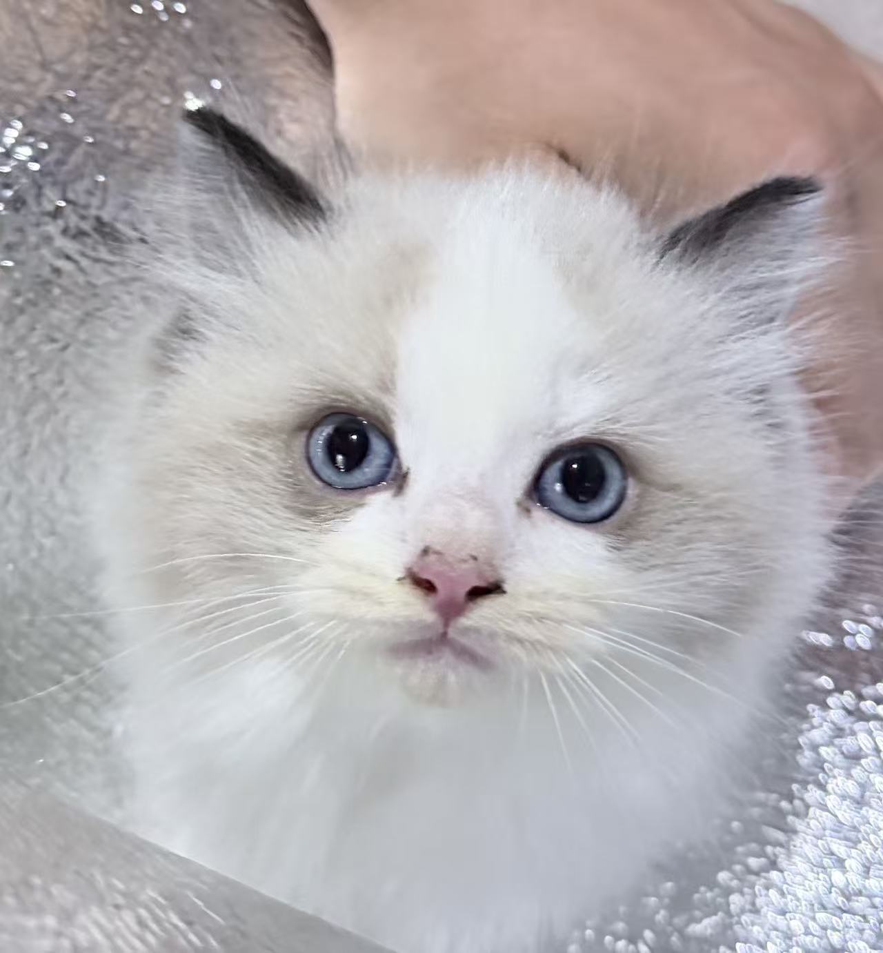 Kiki, my fluffy cat with blue eyes